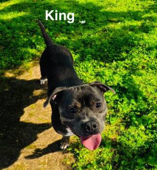 Rescue American Bully Dogs for Adoption in Eloise, Florida - King | PetCurious