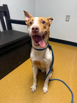 Stefan -  Pit Bull Terrier Dog for Adoption in Maryville, Missouri - Stefan | PetCurious