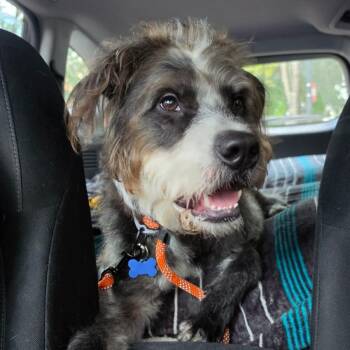 Luka -  Terrier Dog for Adoption in Chicago, Illinois - Luka | PetCurious