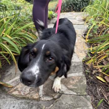 Coraline -  Basset Hound and Mixed Breed Dog for Adoption in Rockville, Maryland - Coraline | PetCurious