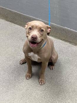 Pit Bull Terrier Dogs Available for Adoption in Las Vegas, Nevada - GYPSIE | PetCurious