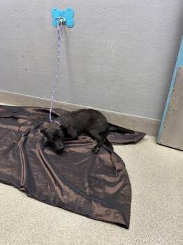LAUREN -  Labrador Retriever Dog for Adoption in Las Vegas, Nevada - LAUREN | PetCurious