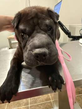 Rescue Shar Pei Dogs for Adoption in Vancouver, British Columbia - New-Mocha! | PetCurious