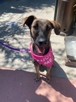 Rescue Dutch Shepherd Dogs for Adoption in La Verne, California - Macy | PetCurious