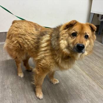 Chow Chow Dogs Available for Adoption in Pasadena, California - Pumpkin | PetCurious