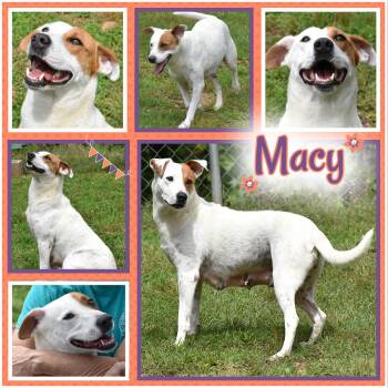 Rescue Labrador Retriever Dogs for Adoption in Wedowee, Alabama - Macy | PetCurious