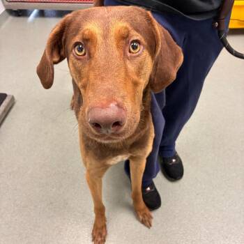 Buffalo -  Weimaraner and Mixed Breed Dog for Adoption in Abilene, Texas - Buffalo | PetCurious