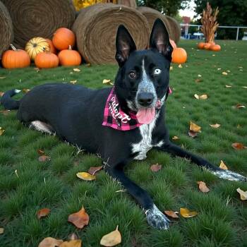 Rescue Cattle Dog and Husky Dogs for Adoption in Fort Worth, Texas - Tesha | PetCurious