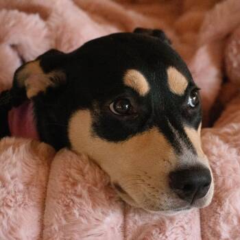 Celia -  Rottweiler Dog for Adoption in Houston, Texas - Celia | PetCurious