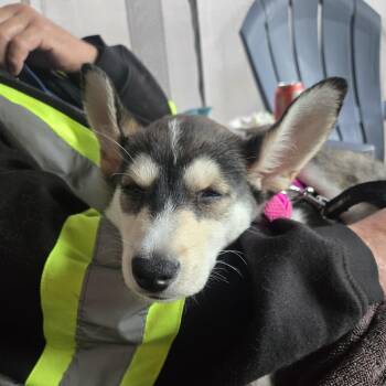 Alfredo -  Husky Dog for Adoption in Oakville, Ontario - Alfredo | PetCurious