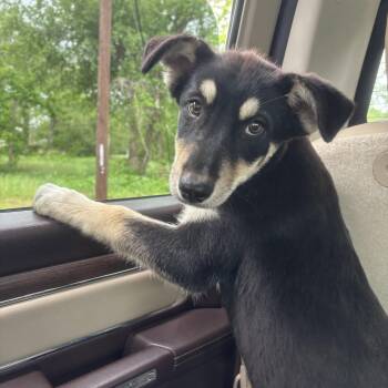 Lola -  German Shepherd Dog Dog for Adoption in Houston, Texas - Lola | PetCurious