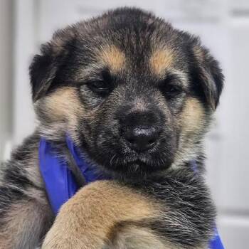 Chicken Biscuit -  Shepherd Dog for Adoption - Chicken Biscuit | PetCurious