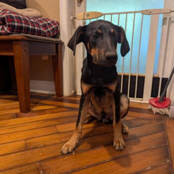 Rescue Catahoula Leopard Dog and Hound Dogs for Adoption in Plainfield, Connecticut - Oliver | PetCurious