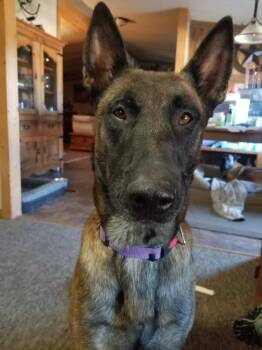 Rescue Belgian Shepherd Malinois Dogs for Adoption in Imlay City, Michigan - Jackson - Located In Texas | PetCurious