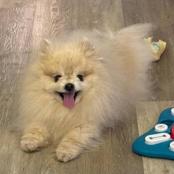Oliver -  Pomeranian Dog for Adoption in Ferndale, Michigan - Oliver | PetCurious