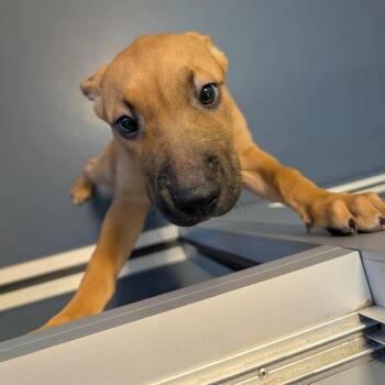 Peace -  Mixed Breed Dog for Adoption in Greensboro, North Carolina - Peace | PetCurious