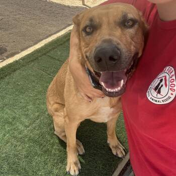 Birdie -  Labrador Retriever Dog Available for Adoption in Phoenix, Arizona - Birdie | PetCurious
