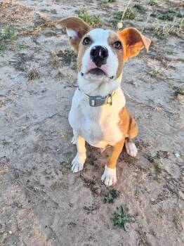 Rescue Yellow Labrador Retriever and Bulldog Dogs for Adoption in Bowie, Texas - Biscuit | PetCurious