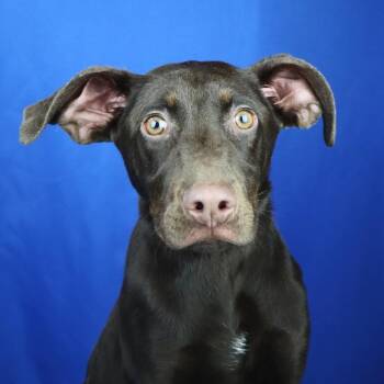 Labrador Retriever Dogs Available for Adoption in West Point, Mississippi - Scooby | PetCurious