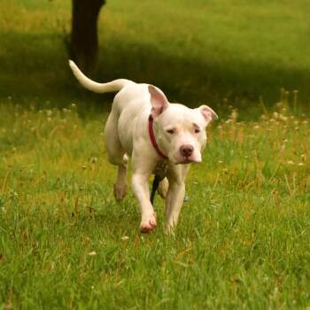 Mixed Breed Dogs Available for Adoption in Owosso, Michigan - Layla | PetCurious