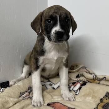 Rescue Labrador Retriever and Hound Dogs for Adoption in Kannapolis, North Carolina - Wilma | PetCurious