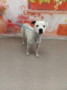 Pit Bull Terrier Dogs Available for Adoption in San Bernardino, California - GLADIS | PetCurious