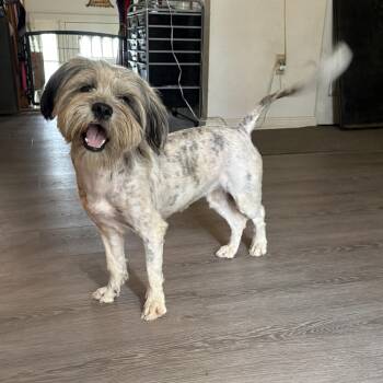 Cassidy -  Shih Tzu and Terrier Dog for Adoption in Silver Spring, Maryland - Cassidy | PetCurious