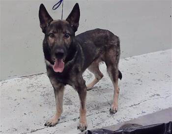 MIGUEL -  German Shepherd Dog and Mixed Breed Dog for Adoption in Houston, Texas - MIGUEL | PetCurious