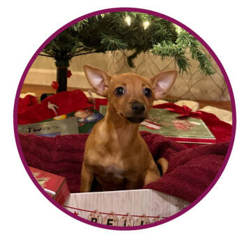 Rescue Mixed Breed Dogs for Adoption in Toms River, New Jersey - Twinkie Doodle | PetCurious