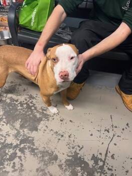 American Staffordshire Terrier and Mixed Breed Dogs Available for Adoption - GOBIE | PetCurious