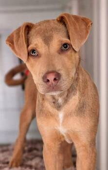 Shepherd Dogs Available for Adoption in Manchester, Connecticut - Murry | PetCurious