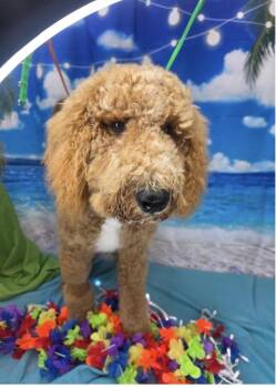 Standard Poodle Dogs Available for Adoption in Nashville, Tennessee - Princeton Poodle | PetCurious