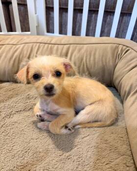 Violet -  Terrier Dog for Adoption in Novato, California - Violet | PetCurious