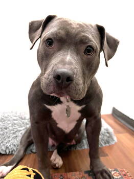 Rescue Pit Bull Terrier Dogs for Adoption in Rockville, Maryland - Zuri | PetCurious