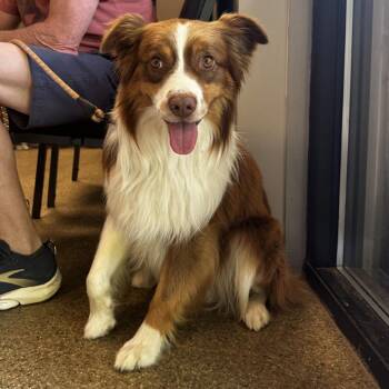 Bogan -  Australian Shepherd Dog for Adoption in Blue Ridge, Georgia - Bogan | PetCurious