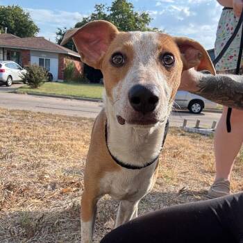 JACOBY JELLYBEAN -  Jack Russell Terrier and Foxhound Dog for Adoption in Lawton, Oklahoma - JACOBY JELLYBEAN | PetCurious