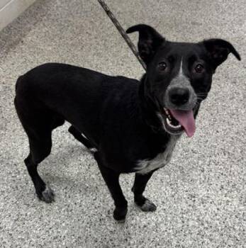 Caletti -  Mixed Breed Dog for Adoption in Kansas City, Missouri - Caletti | PetCurious