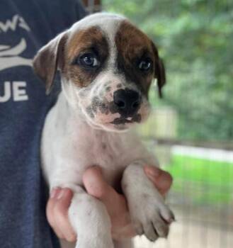 Tiramisu -  Mixed Breed Dog Available for Adoption in Groveland, Massachusetts - Tiramisu | PetCurious