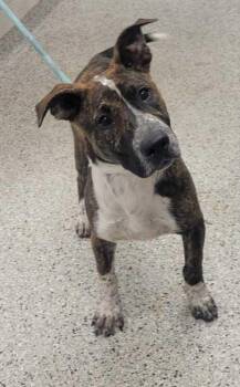 Mixed Breed Dogs Available for Adoption in Kansas City, Missouri - Gator | PetCurious
