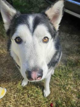 Rescue Siberian Husky Dogs for Adoption in Burnaby, British Columbia - Jack | PetCurious