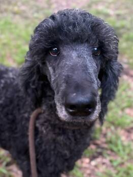 GERALD -  Poodle Dog for Adoption in Fosters, Alabama - GERALD | PetCurious