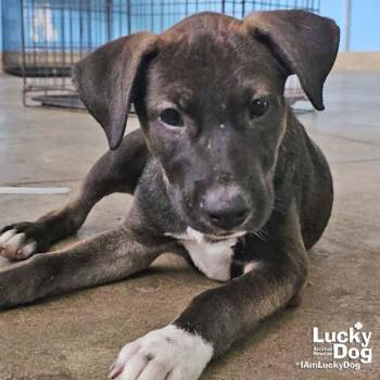 Frankie -  Shepherd and Retriever Dog for Adoption in Washington, District Of Columbia - Frankie | PetCurious