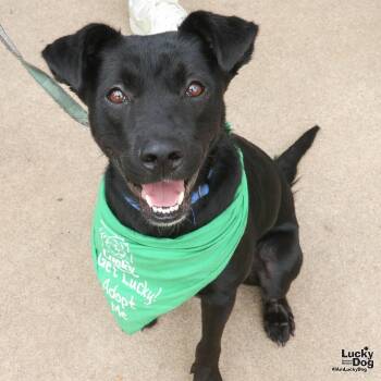 Rescue Labrador Retriever and Border Collie Dogs for Adoption in Washington, District Of Columbia - Kerry | PetCurious