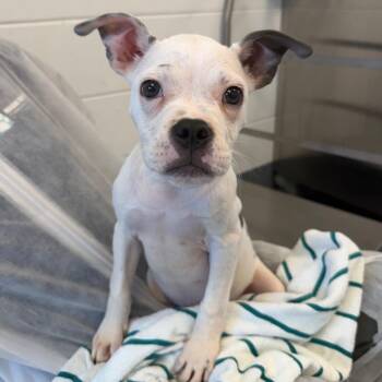 Squig -  Mixed Breed Dog for Adoption in Sarasota, Florida - Squig | PetCurious
