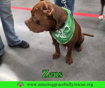 American Bulldog Dogs Available for Adoption - Zues | PetCurious