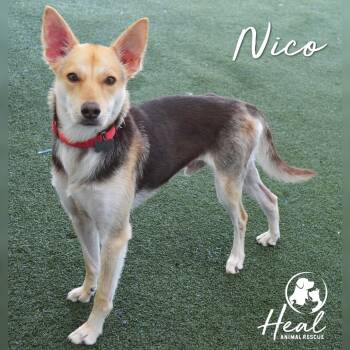 Rescue Mixed Breed Dogs for Adoption in Youngwood, Pennsylvania - Nico | PetCurious
