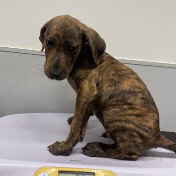 Miles -  Plott Hound and Mixed Breed Dog for Adoption in Clearwater, Florida - Miles | PetCurious