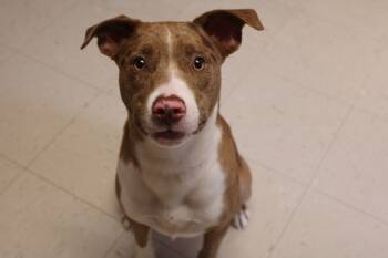 Rescue Mixed Breed Dogs for Adoption in Morgantown, Kentucky - Cookie | PetCurious