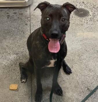 Terrier and Mixed Breed Dogs Available for Adoption in Honolulu, Hawaii - Delilah/ Lilah | PetCurious