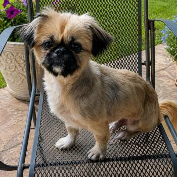 HANK (Adorable Pekingese, Kind Sweet, Loves to be Held, Happy Bo -  Pekingese Dog for Adoption in Houston, Texas - HANK (Adorable Pekingese, Kind Sweet, Loves To Be Held, Happy Bo | PetCurious